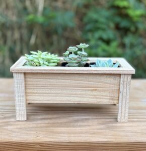 A medium style plant display.