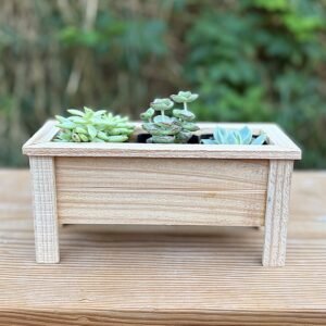A medium style plant display.